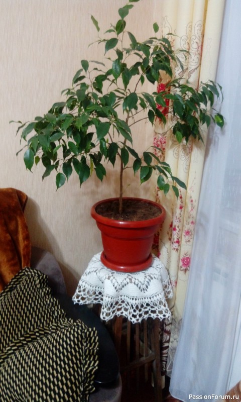 Салфетка крючком - подарок фикусу.