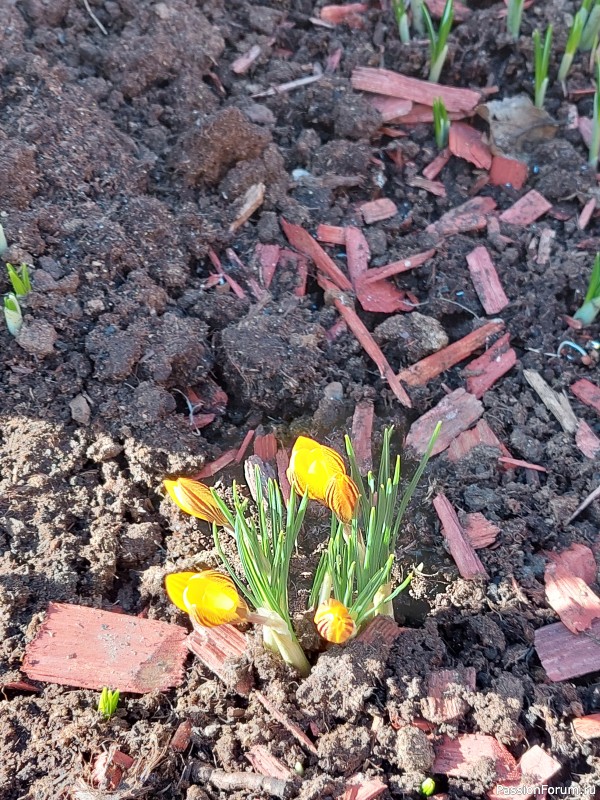 Скатерть Spring Harmony (Гармония весны) продолжение 3 Скатерть Spring Harmony (Гармония весны) продолжение 3