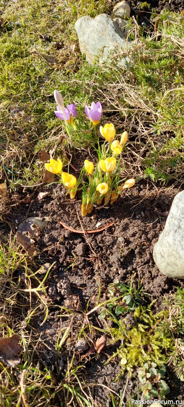 Чуточку побаловалась (фриволите)
