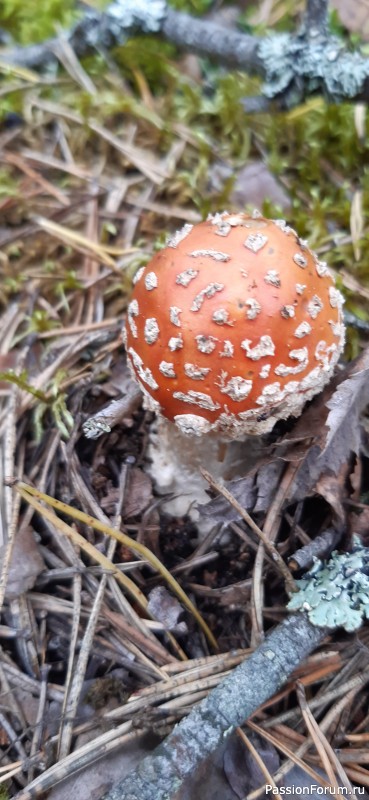 Фотозарисовки-2 &quot;Во лесочке, по грибочки...&quot;