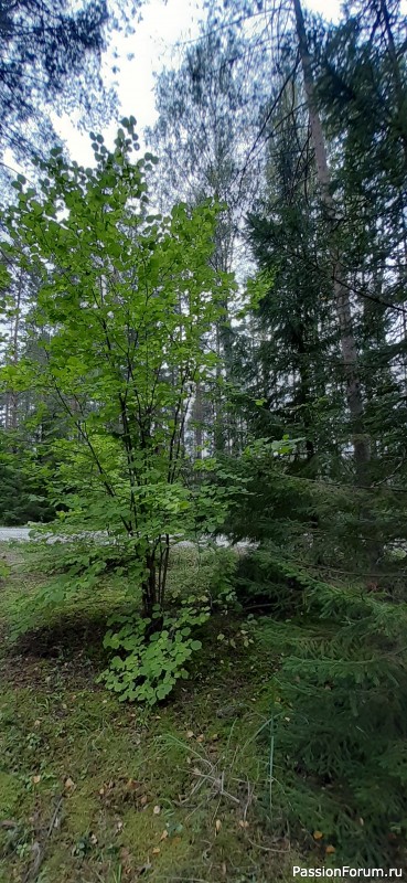 Фотозарисовки &quot;Краски Эстонской природы&quot;