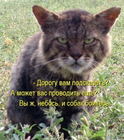 Вдогонку к котоматрице