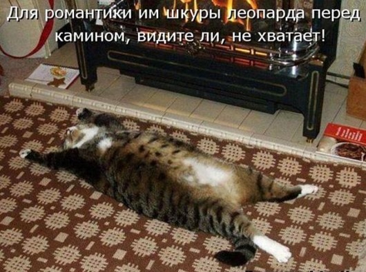 Вдогонку к котоматрице