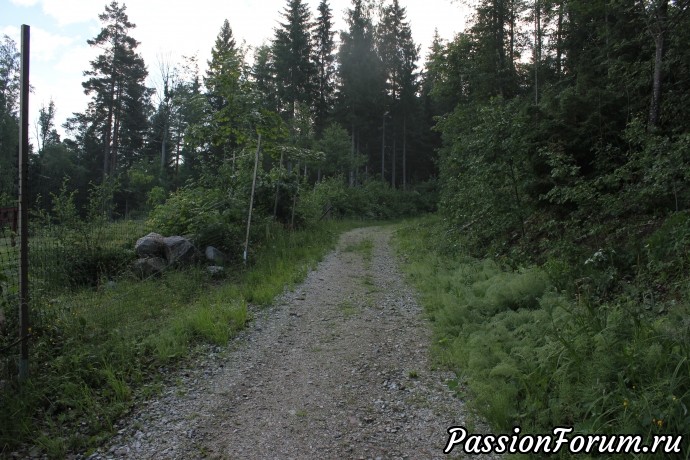 Утро в шведском лесу или край, где я живу.