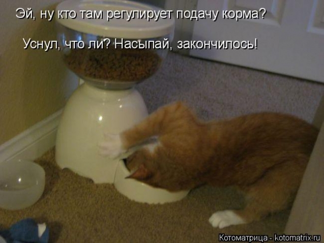 Котоматрица