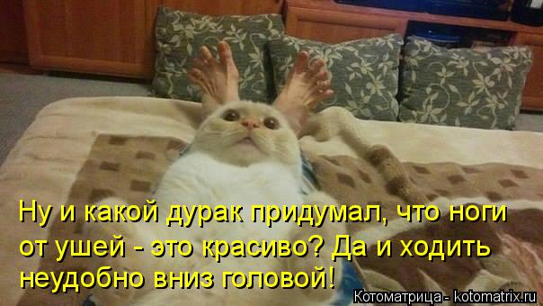 Котоматрица