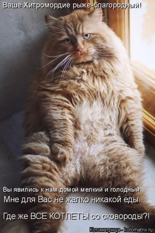 Котоматрица