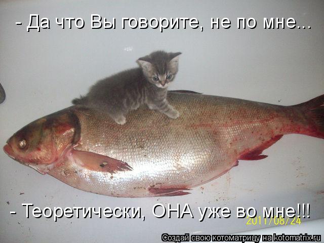 Котоматрица