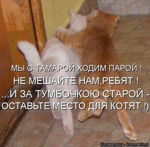 Очередная котоматрица