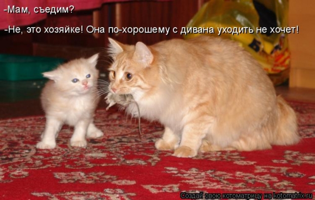 Очередная котоматрица