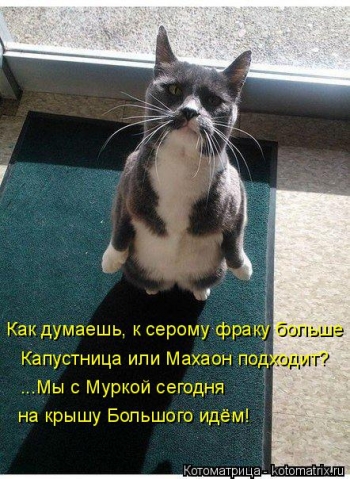 И опять очередная котоматрица