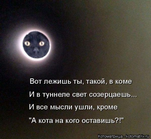 И опять очередная котоматрица