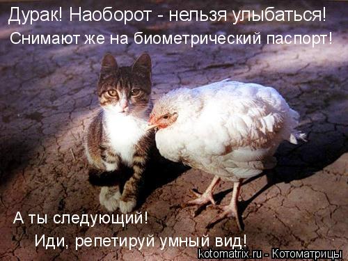 Котоматрица и не только