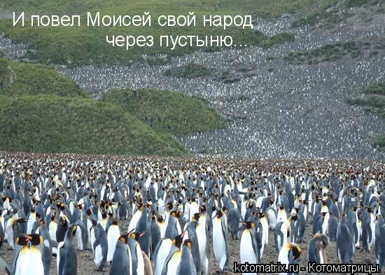 Животные и юмор
