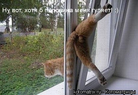 Животные и юмор