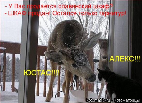 Животные и юмор