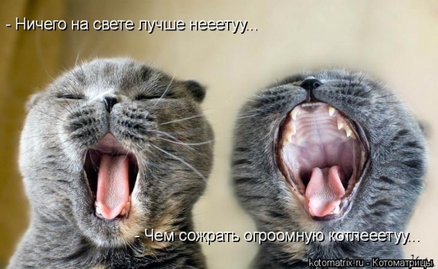 Животные и юмор
