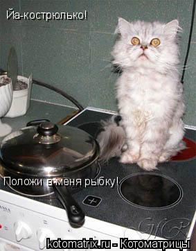 Животные и юмор