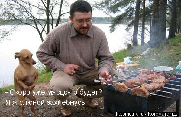 Животные и юмор