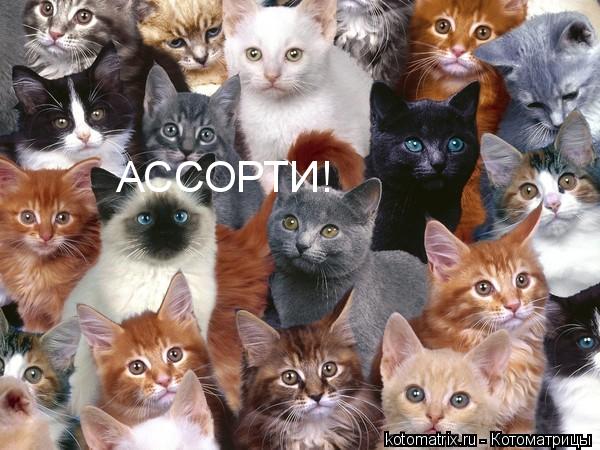 Животные и юмор