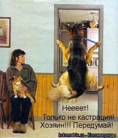 Животные и юмор