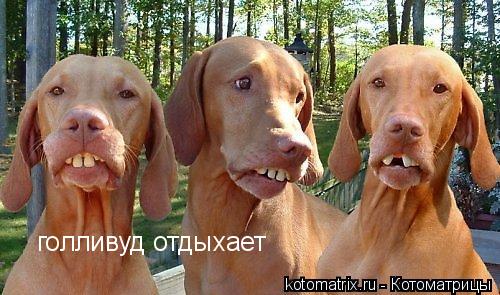 Животные и юмор