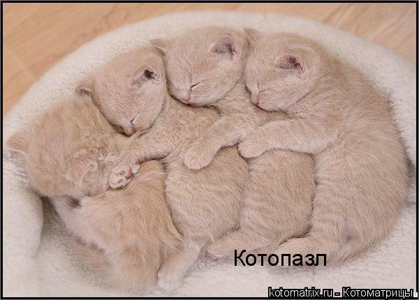 Животные и юмор