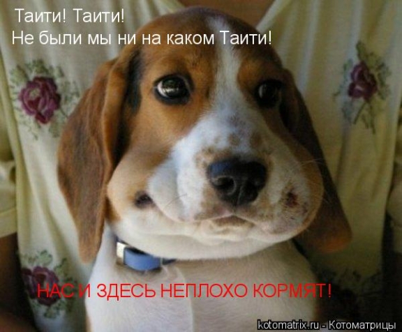 Животные и юмор