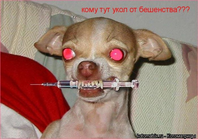 Животные и юмор