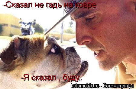 Животные и юмор