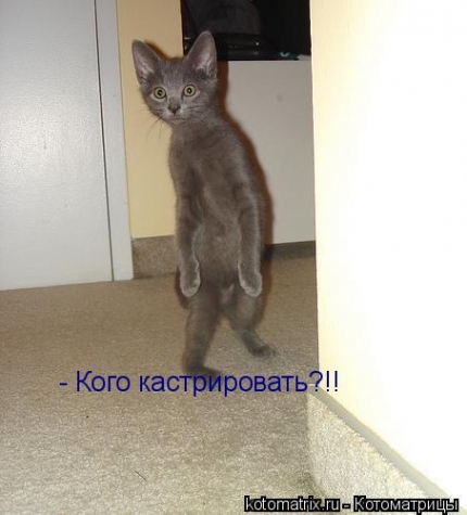 Животные и юмор