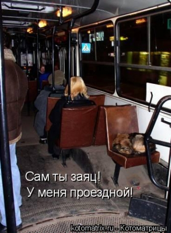 Животные и юмор