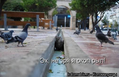 Животные и юмор