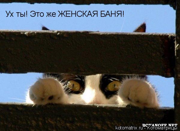 Животные и юмор