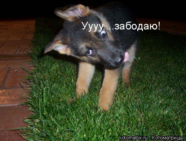 Животные и юмор