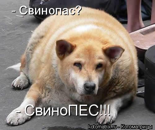 Животные и юмор