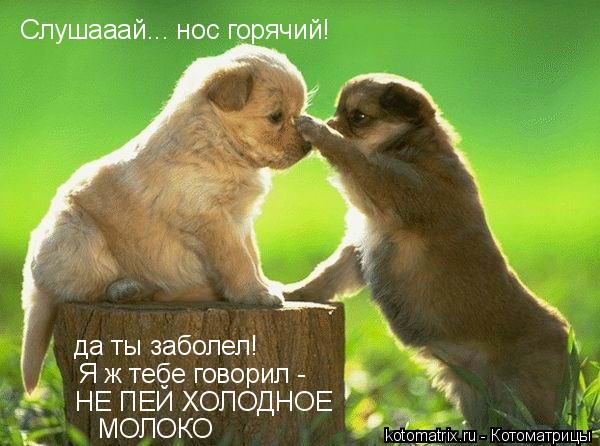 Животные и юмор
