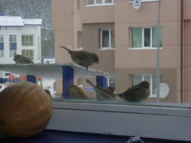 воробушки заглядывают в окошко, дерутся между обой, в начале прилетает "разведчик" воробушек или синичка чуток поклюет и улетает, следом прилетает стая и начинается...типО кЫно для Мурки воробушки заглядывают в окошко, дерутся между обой, в начале прилетает "разведчик" воробушек или синичка чуток поклюет и улетает, следом прилетает стая и начинается...типО кЫно для Мурки