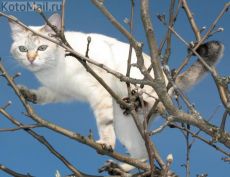 весной коты распскаются весной коты распскаются