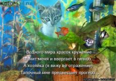 Котоматрица (из интернета)