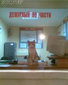 ночной дежурный... ночной дежурный...