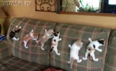 кото-магнитики кото-магнитики
