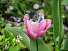 кото-дюймовочка кото-дюймовочка