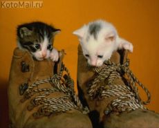 два ботинка....для пары два ботинка....для пары