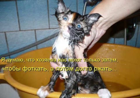 Юмор