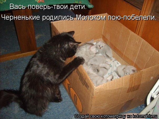 КОТОюмор