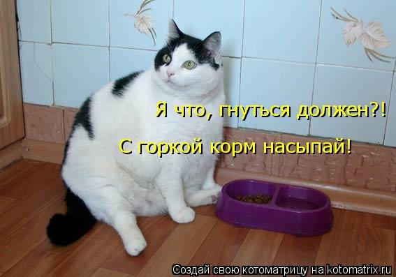 КОТОюмор