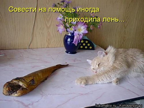 КОТОюмор