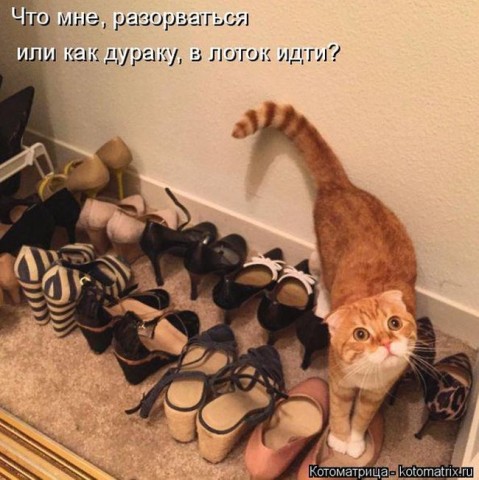 Котоматрица (из интернета)