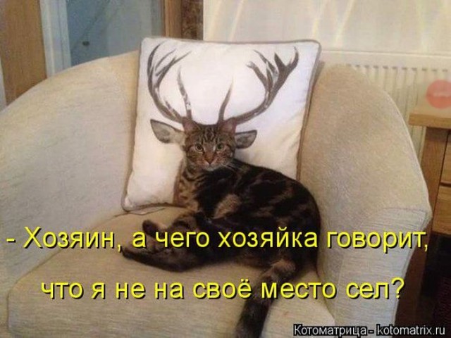 Котоматрица (из интернета)